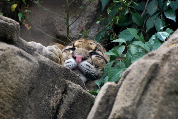 Cougar on the Rocks
