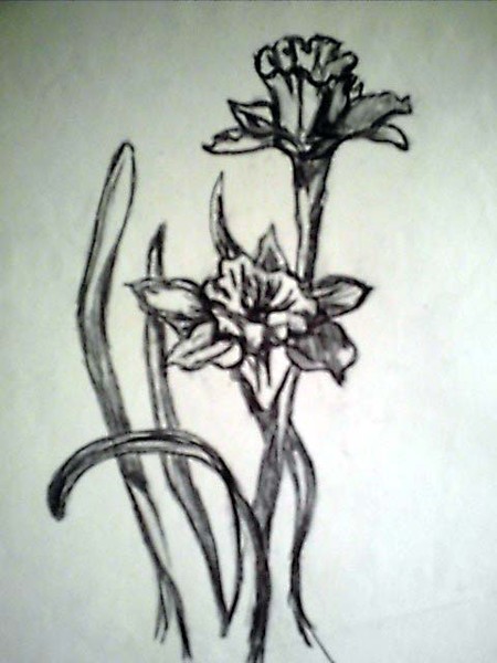 Daffodli