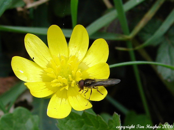 'Butter-Fly'