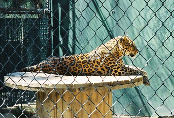 Leopard