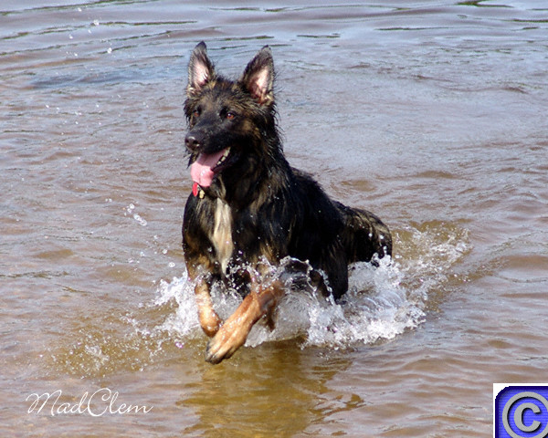 Throw the Ball!