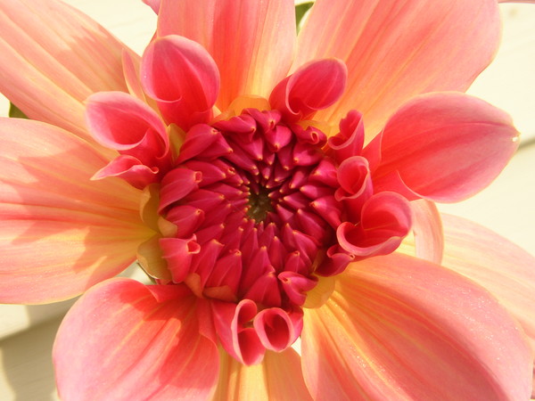 UNFOLDING DAHLIA
