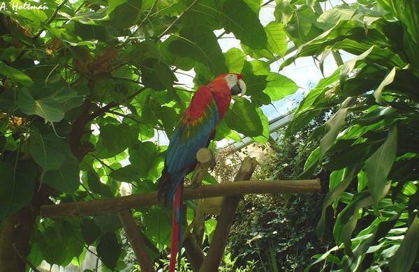 Parrot