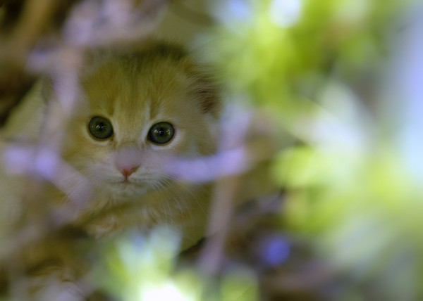 Spring Kitten #2