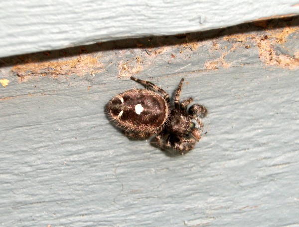 Spider