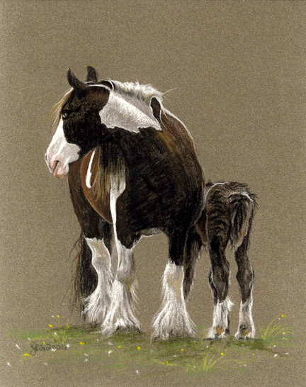 gypsy Vanner with her foal