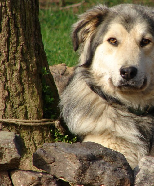 Koda 2