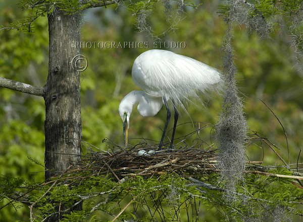 Great Egret nesting