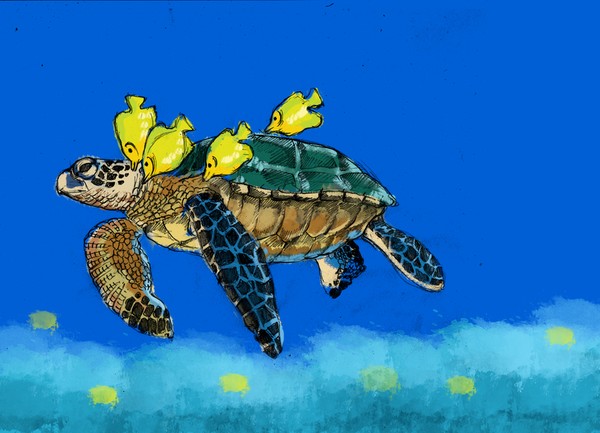 tortuise