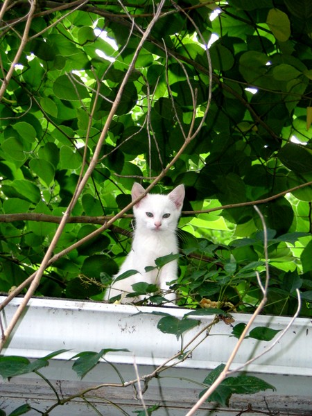 Farm kitten hiding on a roof