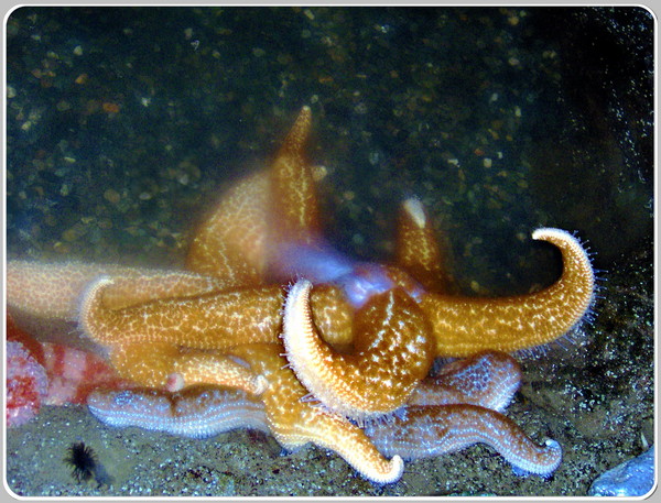 Starfish