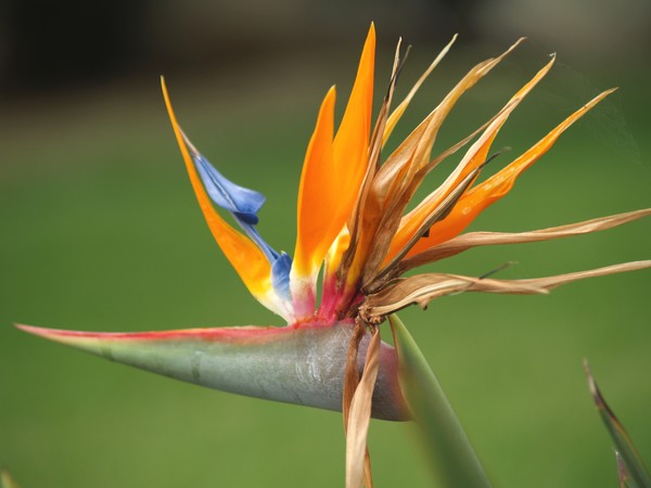 Bird Of Paridise 