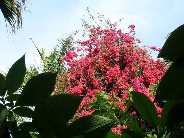 pretty flowers