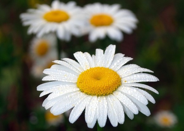 Daisy