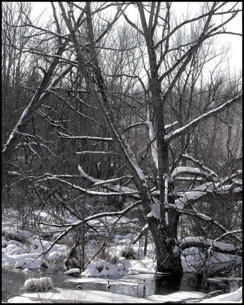 Tree Standing In Old Canal