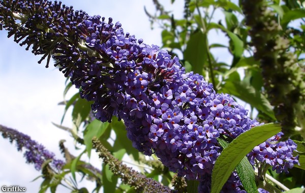 BUDDLEJA
