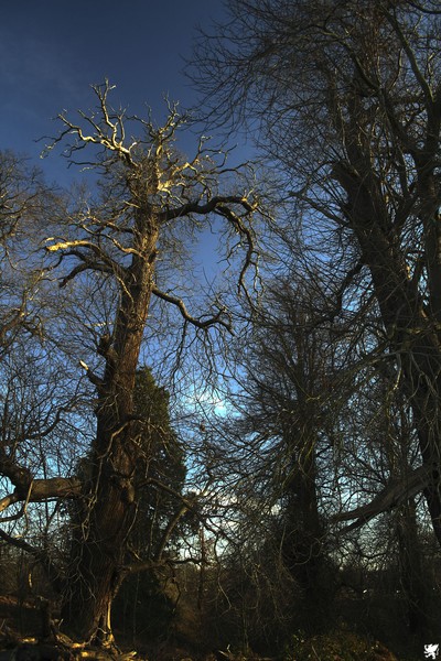 UNDERGROWTH