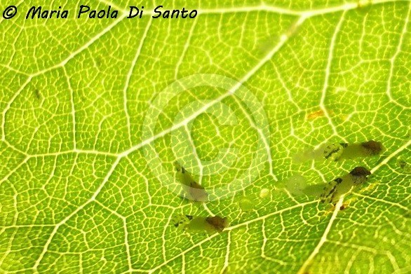 Hemiptera