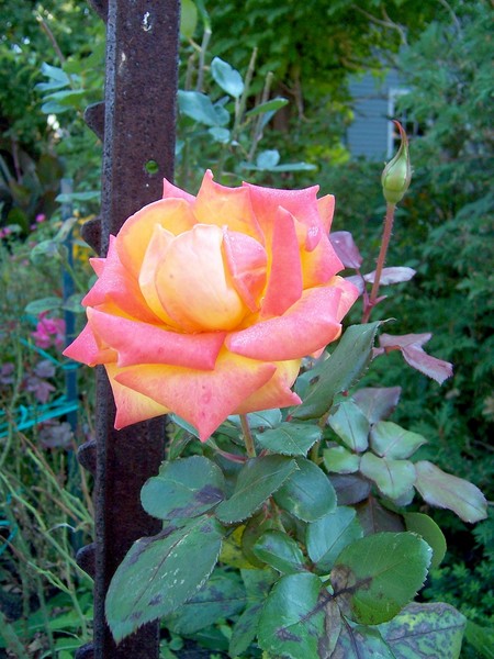 A Flower and Metal