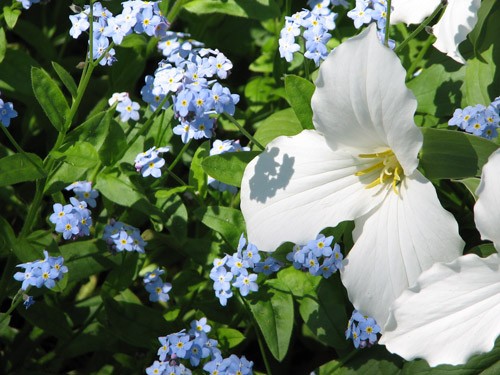 Forget-me-nots and Trillium