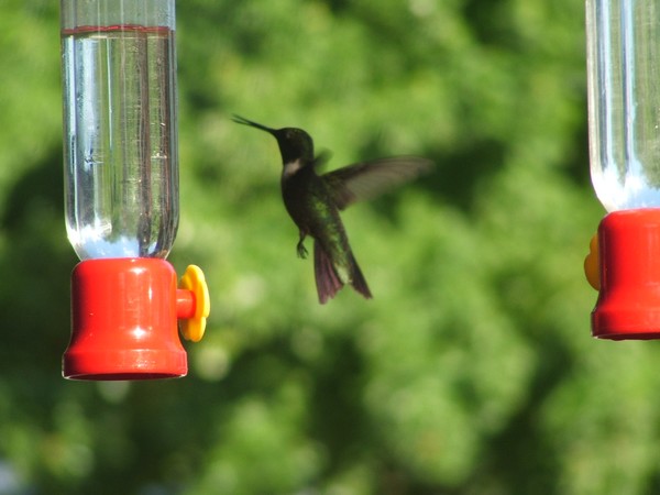 Male Ruby caught chattering