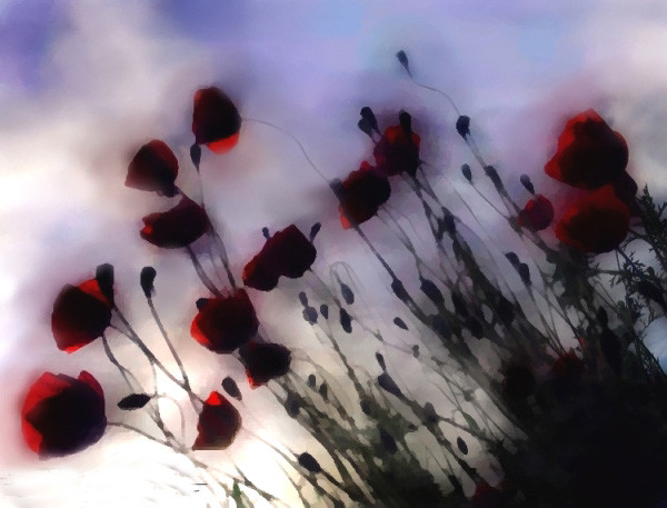Tuscany-poppies