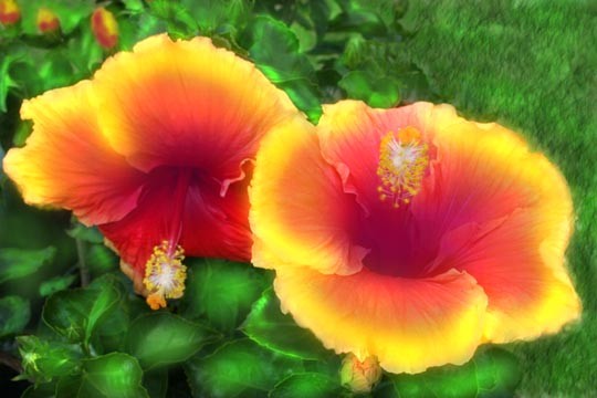 Hibiscus for Peace