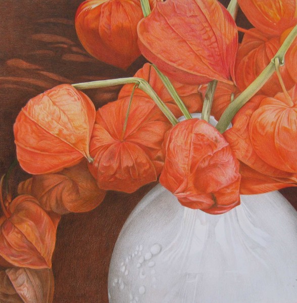 Chinese lantern plant