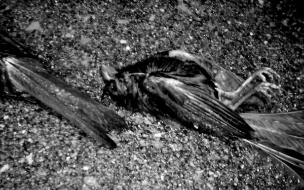 avian flu