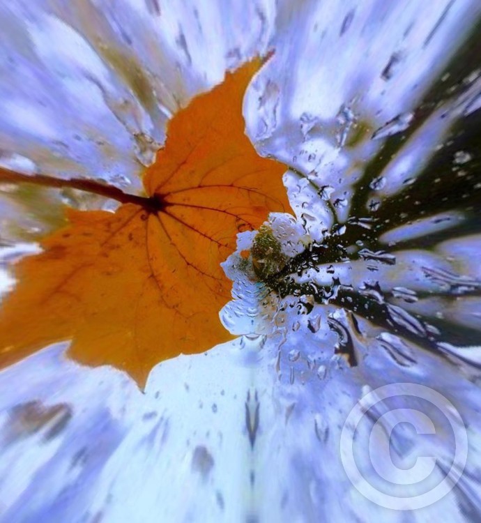 Maple Shower 