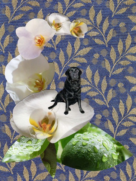 Wonder Dog