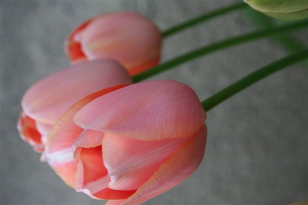 spring flowers
