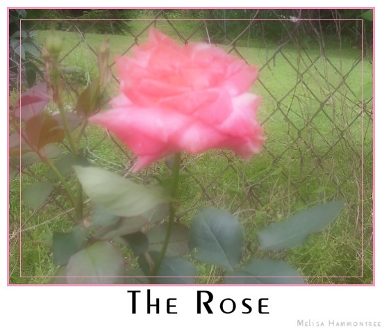 The Rose