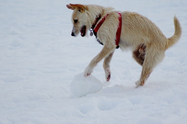 Snowballing Dog
