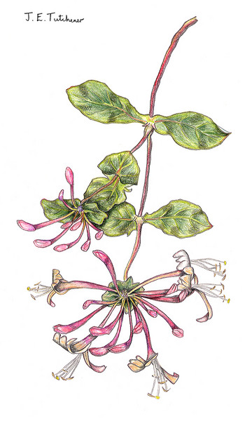 Honeysuckle