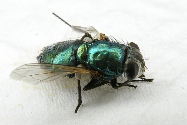 Dead Green Fly
