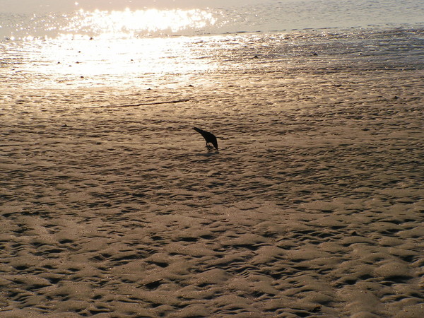 Sunbird