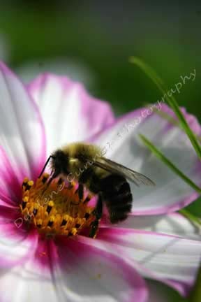 Bee on Flower
