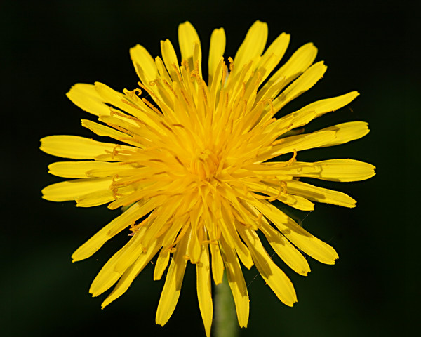 Yellow Dandelion Flower