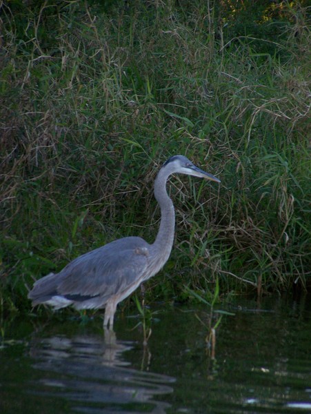 Wading In Florida