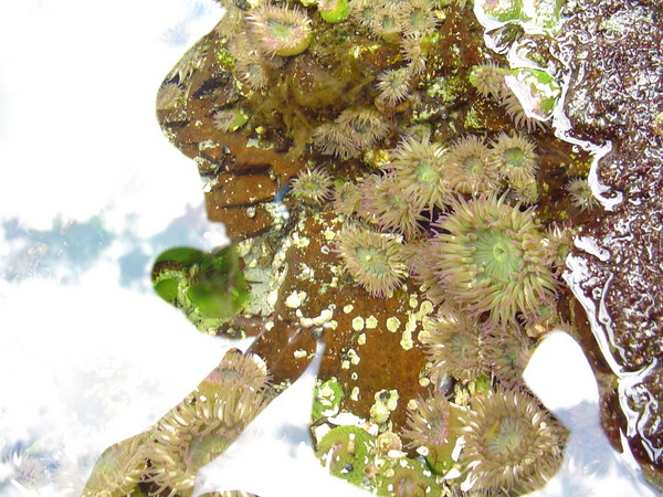 Anemones