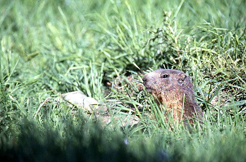 Marmot head