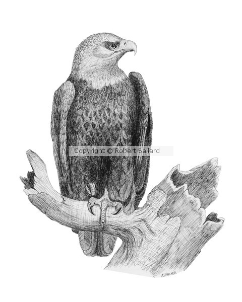 Bald Eagle
