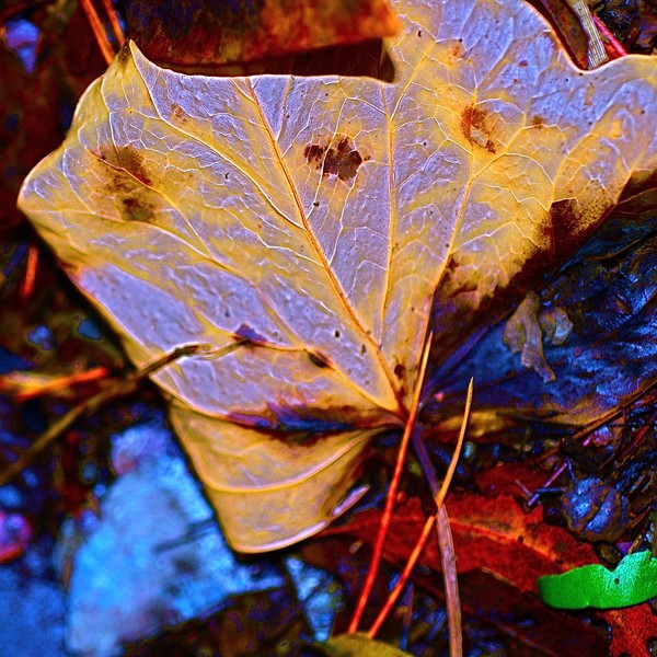 Leaf Tribe