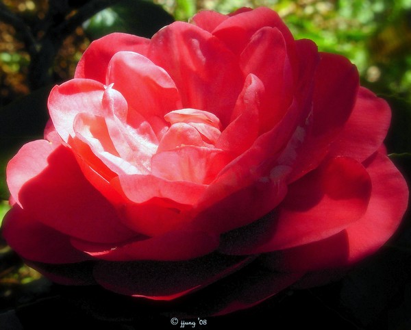 Camillia Shadows