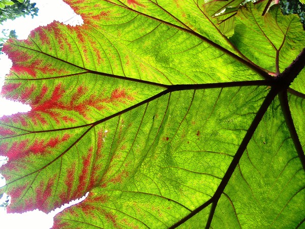 underneath a big leaf