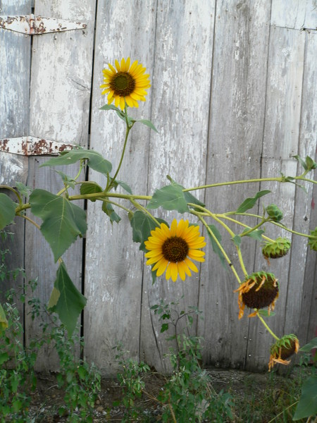 Sunflower