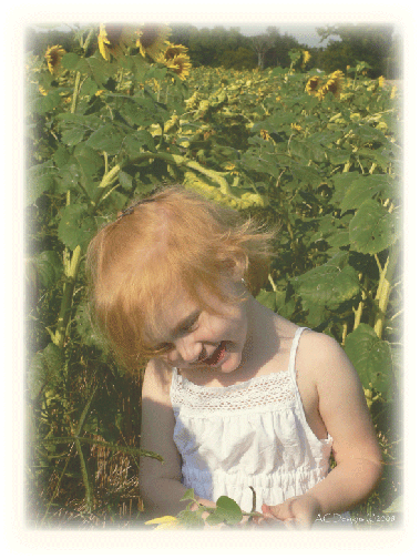 Shy Sunflower