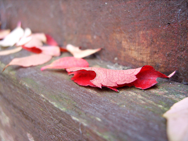 Lone Leaf
