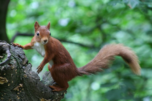 Red squirrel